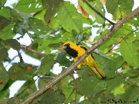 Icterus mesomelas