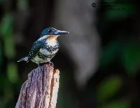 Chloroceryle americana