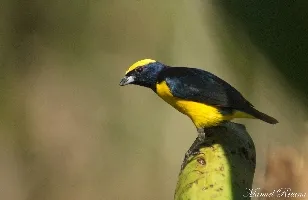 Euphonia luteicapilla