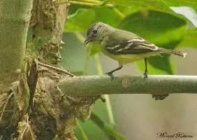 Tyrannulus elatus