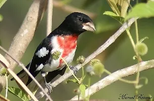 Pheucticus ludovicianus