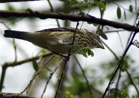 Pheucticus ludovicianus