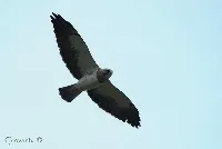 Buteo swainsoni