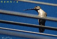 Heliomaster longirostris