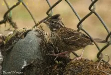 Zonotrichia capensis