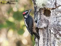 Carpintero serranero, carpintero velloso