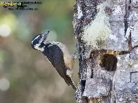 Leucononotopicus villosus