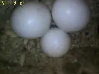 Glaucidium brasilianum