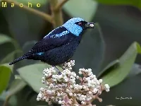 Dacnis venusta