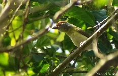 Cyclarhis gujanensis