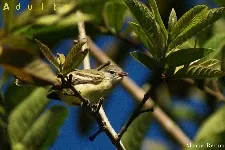 Camptostoma obsoletum