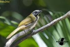 Saltator atriceps