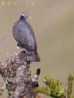 Patagioenas fasciata