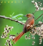 Cranioleuca erythrops