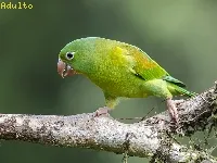 Brotogeris jugularis