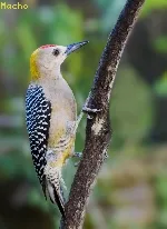 Melanerpes hoffmannii