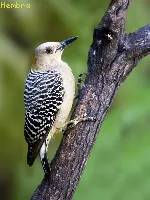 Melanerpes hoffmannii