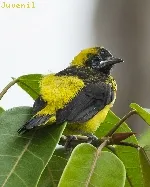 Icterus prosthemelas