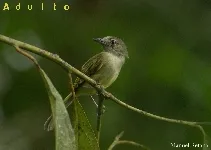 Tolmomyias sulphurescens