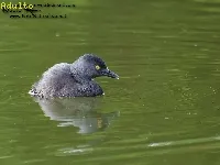 Tachybaptus dominicus