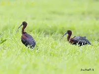 Plegadis falcinellus