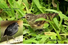 Pinaroloxias inornata