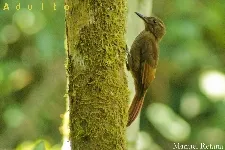 Dendrocincla anabatina