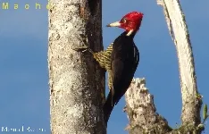 Campephilus guatemalensis