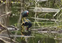 Porphyrio martinicus