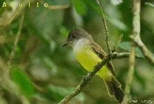 Myiarchus tuberculifer