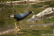 Porphyrio martinicus