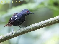 Myrmeciza laemosticta