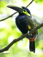 Selenidera spectabilis