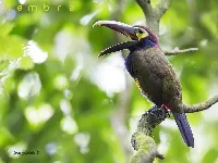 Selenidera spectabilis