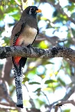 Trogon elegans