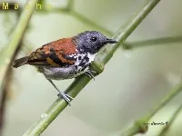 Hylophylax naevioides