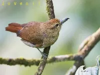 Thamnistes anabatinus