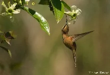 Phaethornis striigularis