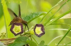 Phaethornis striigularis