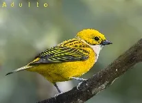 Tangara icterocephala