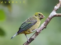 Tangara icterocephala