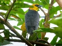 Xanthocephalus xanthocephalus