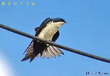 Pygochelidon cyanoleuca