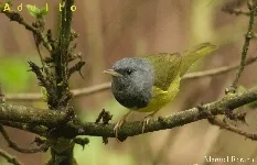 Geothlypis philadelphia