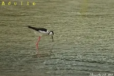 Himantopus mexicanus