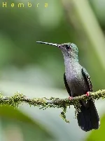 Chalybura urochrysia