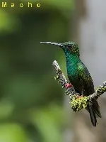 Chalybura urochrysia