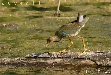 Porphyrio martinicus