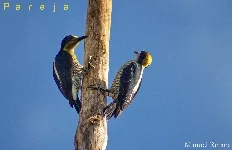 Melanerpes chrysauchen