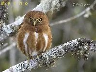 Glaucidium costaricanum